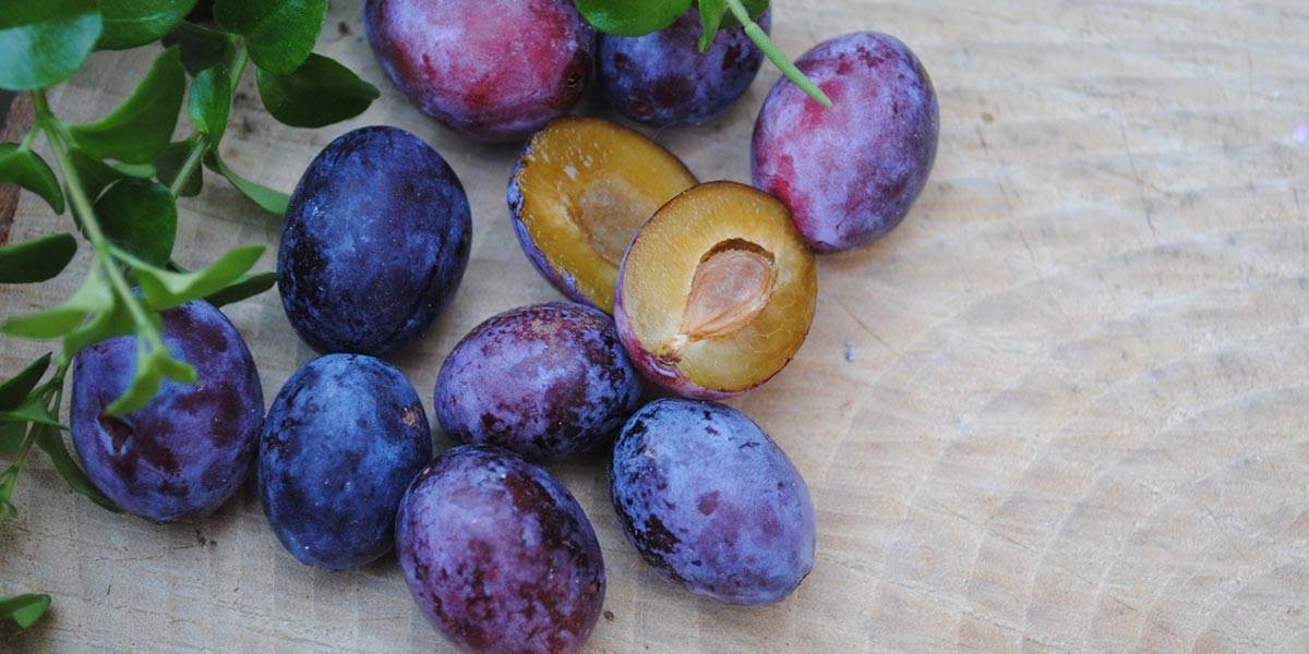 Joinfruit firma l'accordo di commercializzazione della ramassin